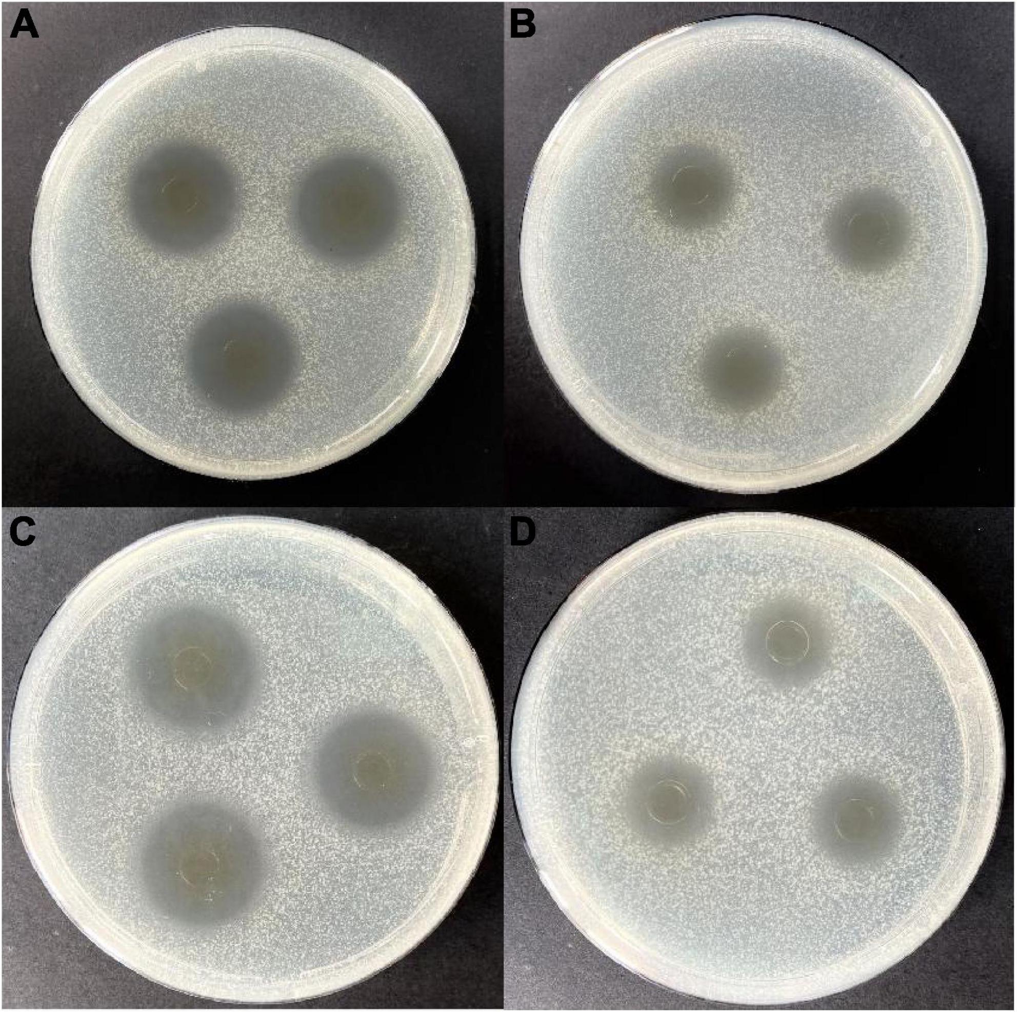 A novel bacteriocin isolated from Lactobacillus plantarum W3-2 and its biological characteristics